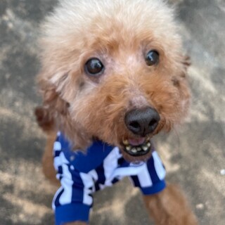 トイプードルの女の子里親募集します。