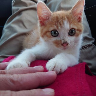 茨城より茶トラ仔猫里親募集