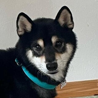 シャイで優しい黒柴君（完全室内飼育）