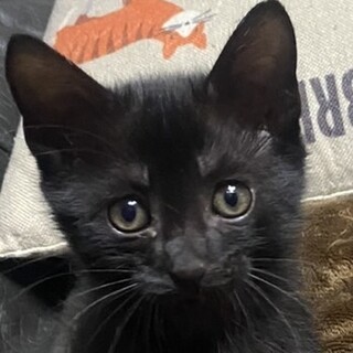 肩に乗って甘えてくれる黒猫のノワール君❣️