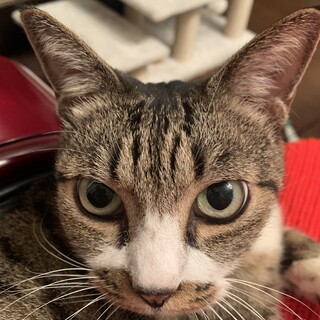 甘えん坊！キジ白ちゃん。