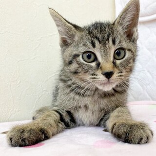 凛々しい顔立ちで甘えん坊イケメン1ヶ月半