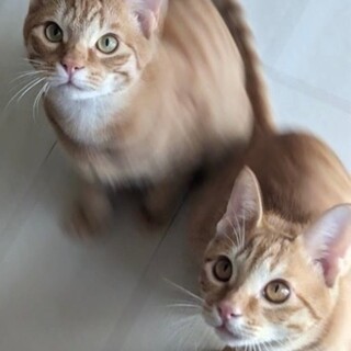 かわいいオス茶トラの子猫2匹の里親募集