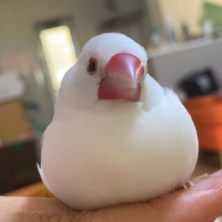 人なつこく甘えん坊文鳥です。