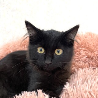 長毛美形♡姫ちゃん♀保護猫