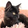 長毛美形♡姫ちゃん♀保護猫 サムネイル3