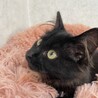 長毛美形♡姫ちゃん♀保護猫 サムネイル7