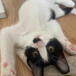 in豊明市☆全部で子猫が50匹～2会場で子猫の大祭！☆2023年11月12日（日）～ちーむにゃいんず