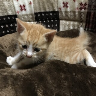 茶白2ヶ月未満　女の子