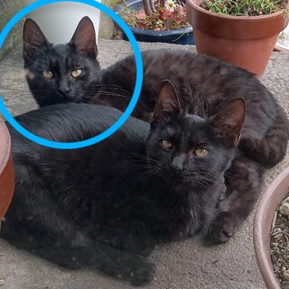 【急募】元気な黒猫の男の子/5～6ヶ月