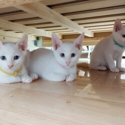 in瀬戸市☆全部で子猫が50匹～2会場で子猫の大祭！☆2023年11月12日（日）～ちーむにゃいんず