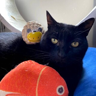 人も猫もメロメロになっちゃう男前クロ♡