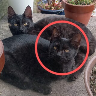 【急募】聡明な黒猫の女の子/5〜6ヶ月