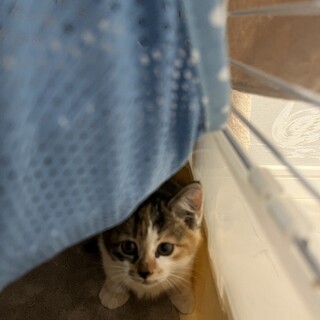 生後2ヶ月の愛らしい兄妹の妹にゃん