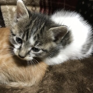 キジシロ2ヶ月女の子