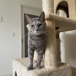 保護猫、ナナちゃん3歳、