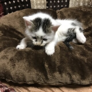 キジシロ2ヶ月身体はほぼ白、女の子