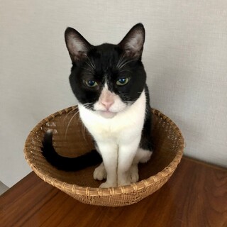 人が大好きハチ君