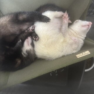 フェレット2匹の里親を募集しております