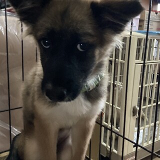 香川からレスキュー！　シェパード似の『ナッツ』くん