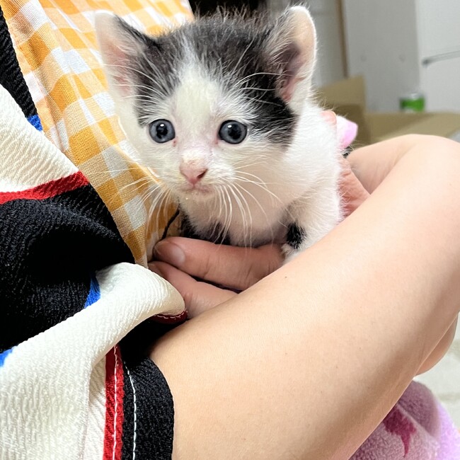 yuiroiyoのカバー写真