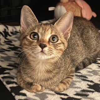 人懐こく度胸満点★クルちゃん