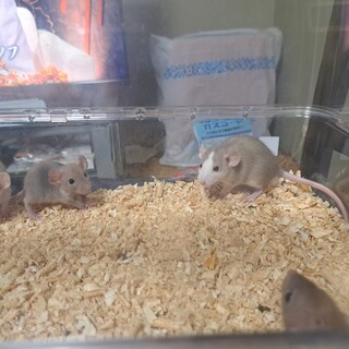 ファンシーラット生後１～２ヶ月程度