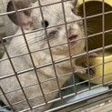チンチラ♂オス一歳