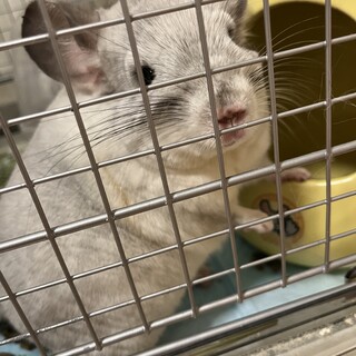 チンチラ♂オス一歳