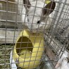 チンチラ♂オス一歳 サムネイル2