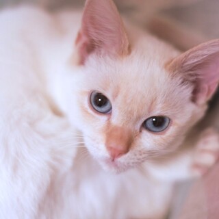 大人しくて甘えん坊なレットタビーポイントの男の子