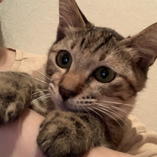 おっとり控えめな甘えたさんです！