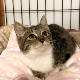 何とも可愛い！お見合い可能です！