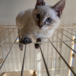 シャム風　女の子　4ヶ月