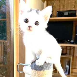 雪見だいふく４兄妹