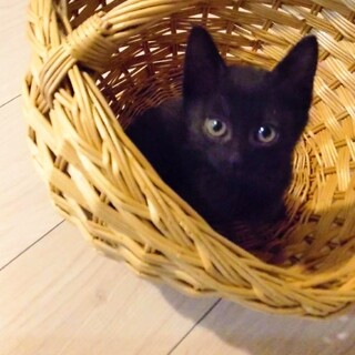 6兄妹♡くりくりおめめのイチョウちゃん♡