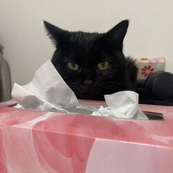 最近のリンちゃん