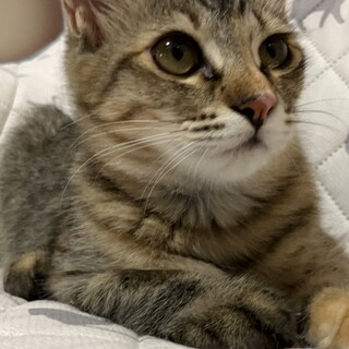 【家族が決まりました】もふもふ♡生後半年の女の子