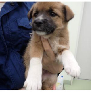 可愛らしい野犬の子犬♡柚葉（ゆずは）ちゃん