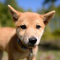 柴犬ミックス子犬 胡桃（こもも）ちゃん