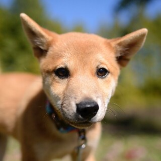柴犬ミックス子犬 胡桃（こもも）ちゃん