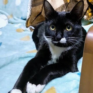 元気なポポーちゃん、家族募集中