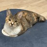 ひょうひょうとした涼やか美人猫（仮）ミミちゃん サムネイル6