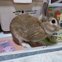ウサギ　オス　1才