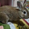ウサギ　オス　1才 サムネイル2