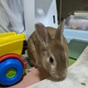 ウサギ　オス　1才 サムネイル3