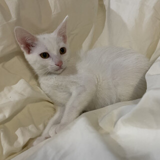 ゴールドアイの白猫モールちゃん
