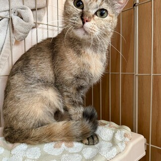 甘えん坊のミミッキュちゃん