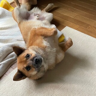 ふわふわタビスケ