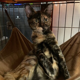 べっこうちゃん